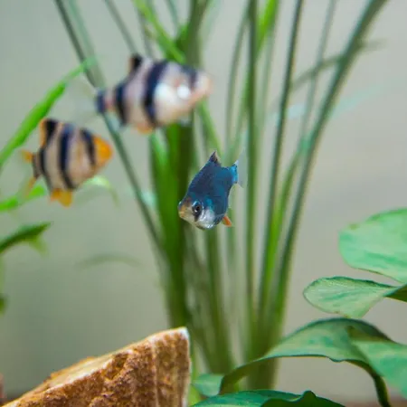 Aquarium Bed & Breakfast