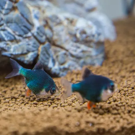 Aquarium