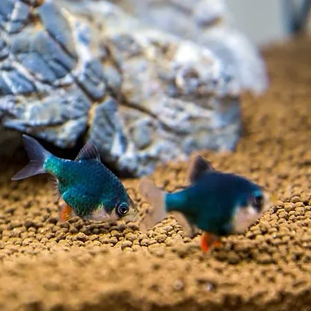 Aquarium 3*