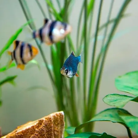 Bed & Breakfast Aquarium 3*